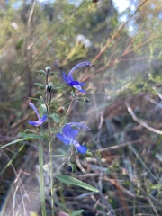 Trichostema setaceum