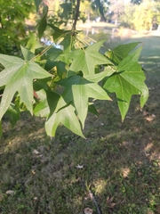 Liquidambar styraciflua