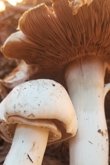 Agaricus californicus