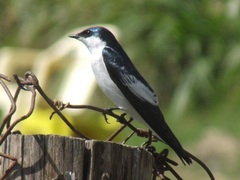 Tachycineta albiventer