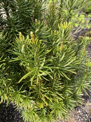 Banksia spinulosa