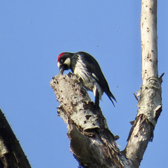 Melanerpes formicivorus
