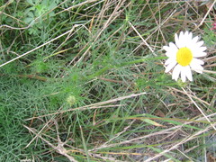 Tripleurospermum inodorum