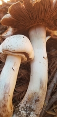 Agaricus californicus