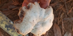 Agaricus californicus