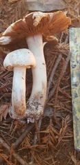 Agaricus californicus