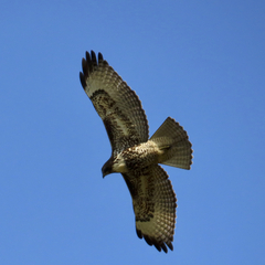 Buteo jamaicensis