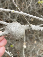 Callirhytis quercussuttoni