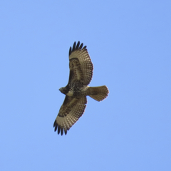 Buteo jamaicensis