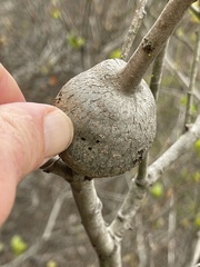 Callirhytis quercussuttoni