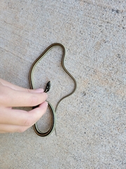 Thamnophis proximus proximus