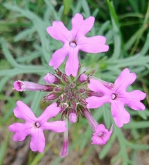 Glandularia canadensis