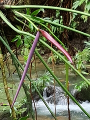 Anthurium clavigerum image