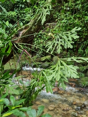 Anthurium clavigerum