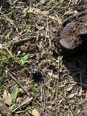 Scarabaeus laticollis