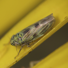 Macrosteles