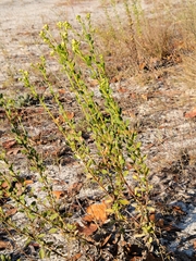 Chrysopsis scabrella