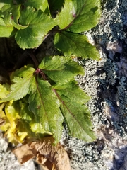 Angelica lucida