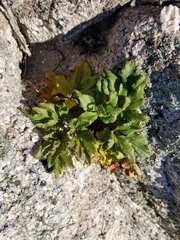 Angelica lucida