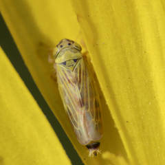 Macrosteles