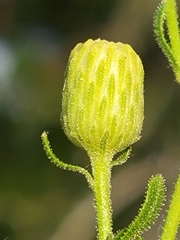 Chrysopsis scabrella