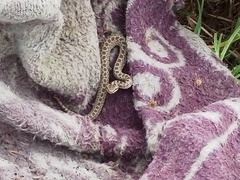 Crotalus triseriatus