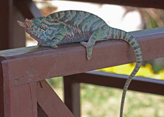 Two-Banded Chameleon photo 4