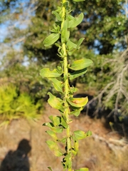 Chrysopsis scabrella
