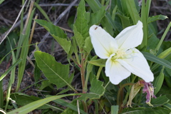 Oenothera centaurifolia