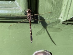 Adversaeschna brevistyla