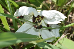 Oenothera centaurifolia