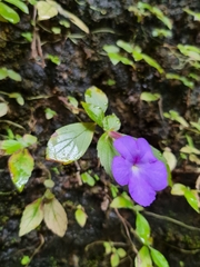 Achimenes longiflora
