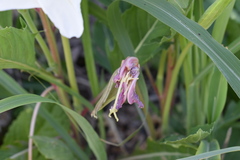 Oenothera centaurifolia