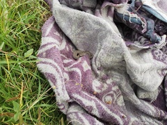 Crotalus triseriatus