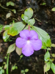 Achimenes longiflora