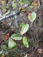 Smilax walteri