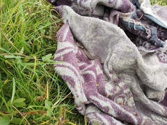 Crotalus triseriatus