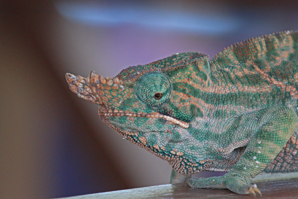 Two-Banded Chameleon