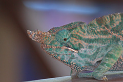 Two-Banded Chameleon photo 1
