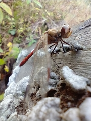 Sympetrum