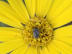Ophraella communa