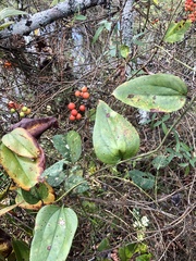 Smilax walteri