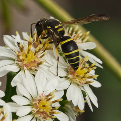 Ancistrocerus catskill