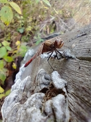 Sympetrum
