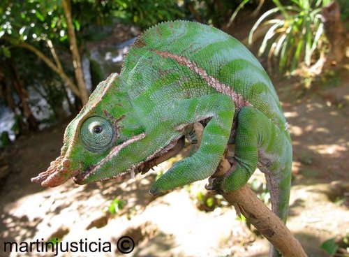 Two-banded Chameleon