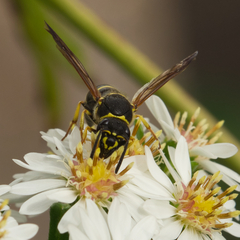 Ancistrocerus catskill