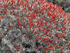 Anarthrophyllum desideratum