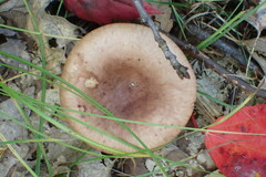 Lactarius quietus