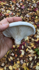 Pleurotus dryinus