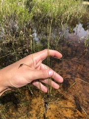 Rhynchospora divergens